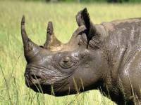 Entdecken Sie die Big 5 in Afrika - z.B. auf Safari in Kenia